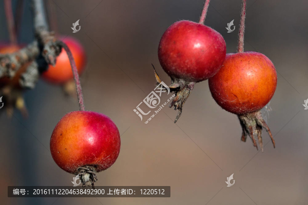 紅色的小蘋(píng)果（北緯蘋(píng)果梨）對(duì)秋樹(shù)；宏
