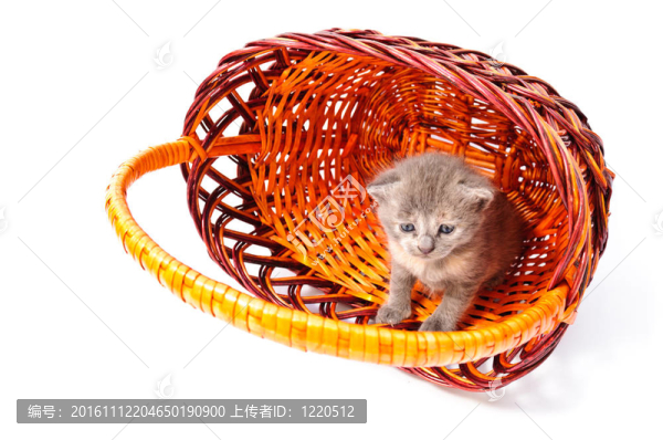小小貓在籃子里