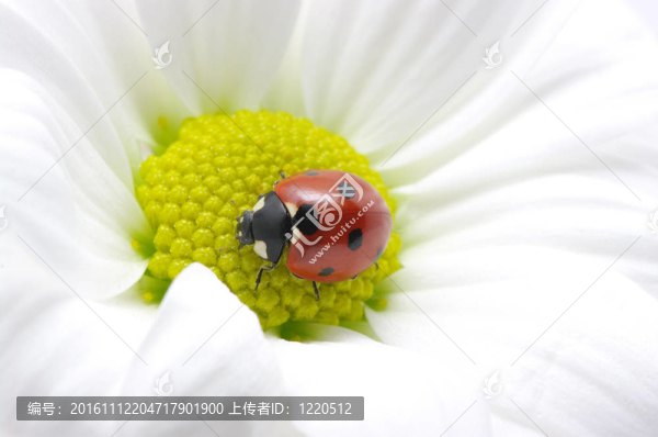 瓢蟲(chóng)