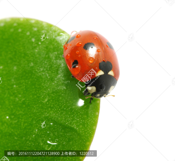 瓢蟲