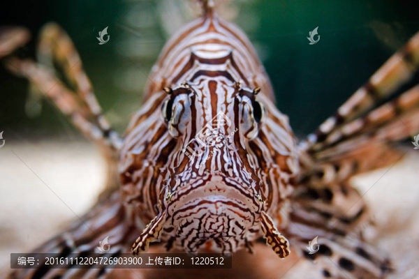 紅獅子魚(yú)的正面視圖（魔鬼蓑鲉）；拍攝于水族館