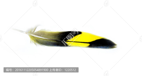 羽毛