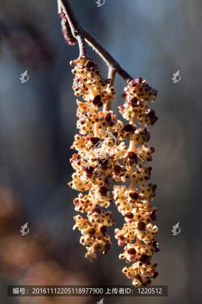 柳絮阿爾德（Alnus,glutinosa）在春天