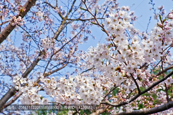 櫻花枝