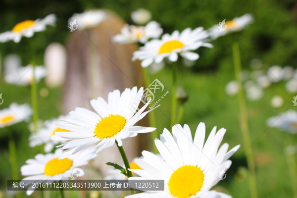 Feverfew,Tanecetum銀膠