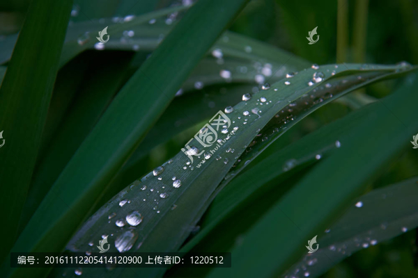 新鮮的青草與水drops_1