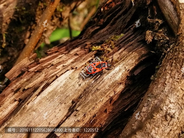 甲殼蟲(chóng)-匯圖網(wǎng) www.fosd68.com 甲殼蟲(chóng)