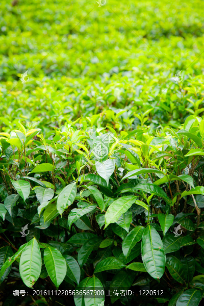 茶葉