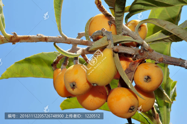 枇杷