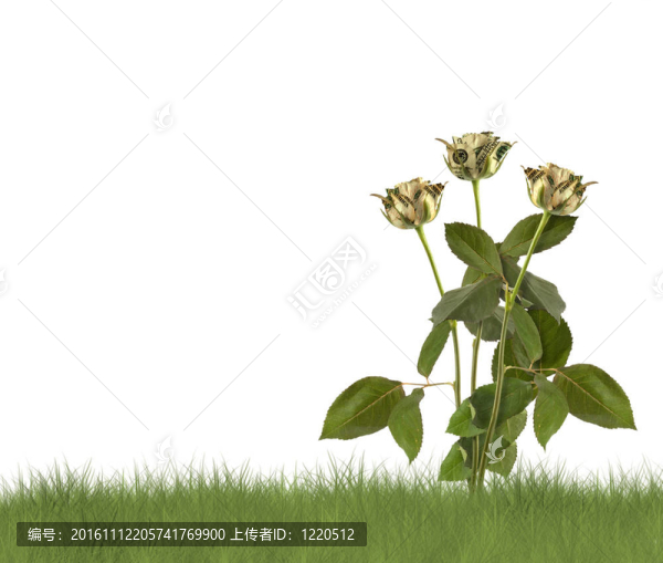 在白色背景上生長(zhǎng)的玫瑰。概念圖。