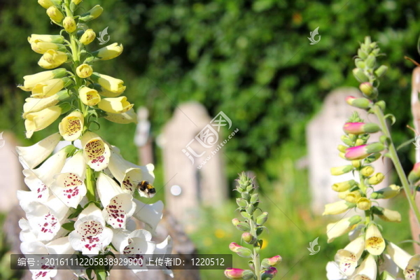 毛地黃和蜜蜂。