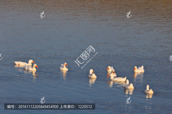 湖上的鵝