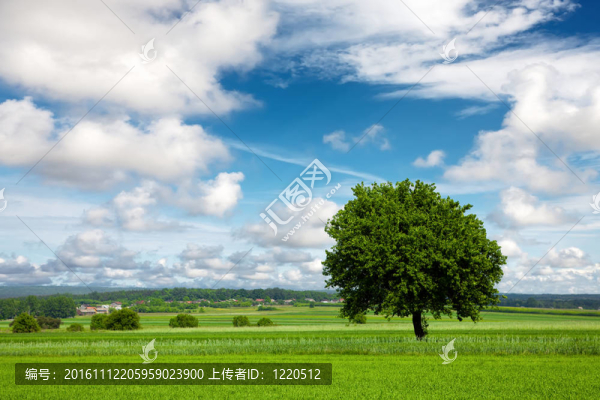 在綠地和多云的天空中的樹