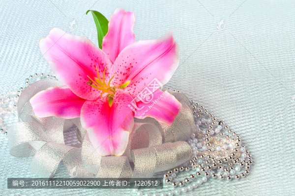 銀色紡織背景上美麗的粉紅色百合花
