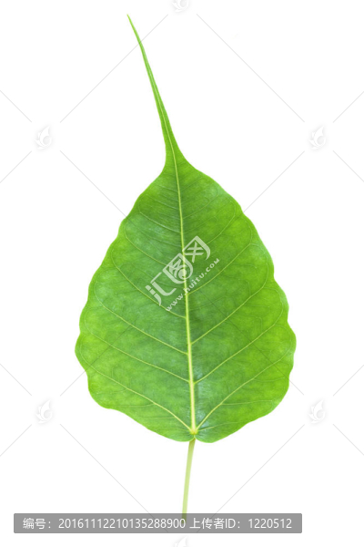 菩提葉或住宿從菩提樹(shù)
