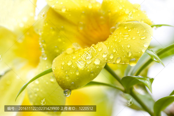 雨后的金色小號藤