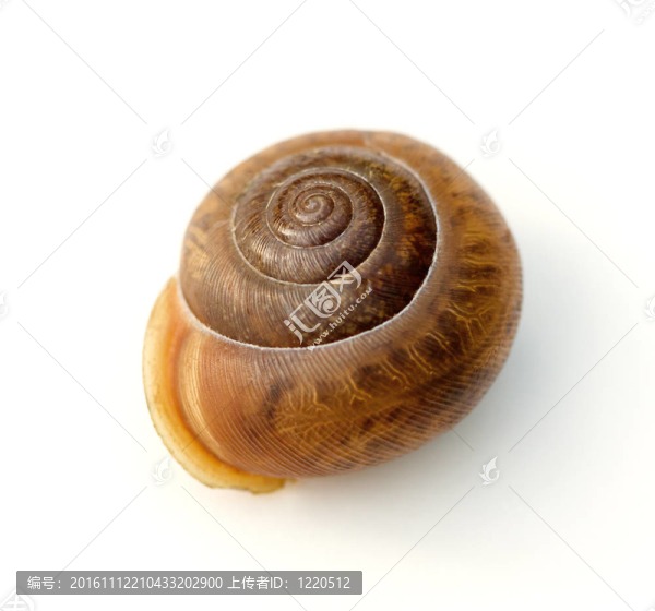 蝸牛的殼