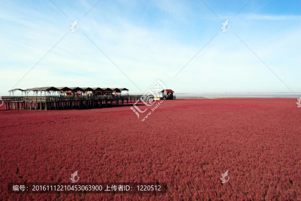 充滿紅色植物的海灘景觀