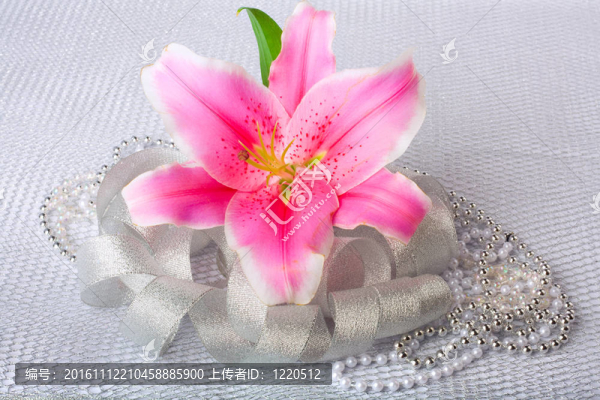 銀色紡織背景上美麗的粉紅色百合花