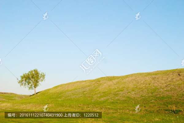 樹在現(xiàn)場