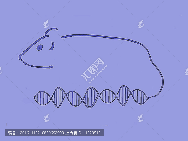 研究小鼠
