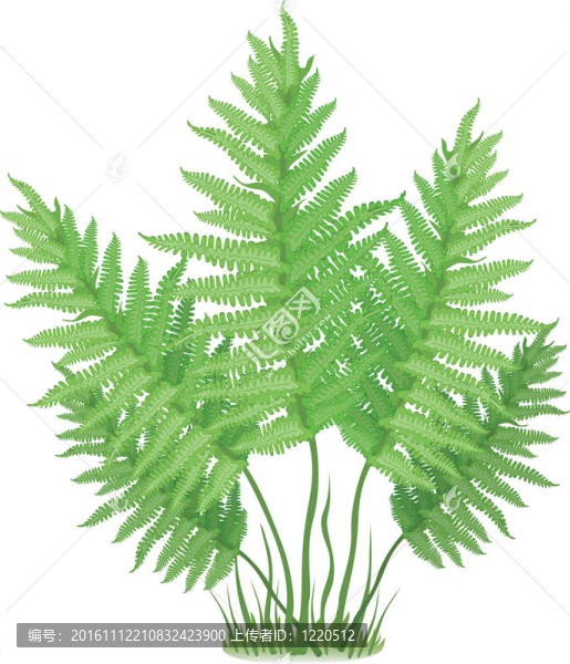 蕨類植物