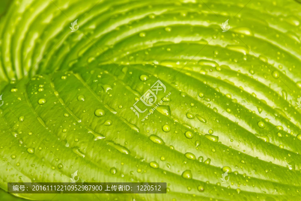 淺綠色的大葉子