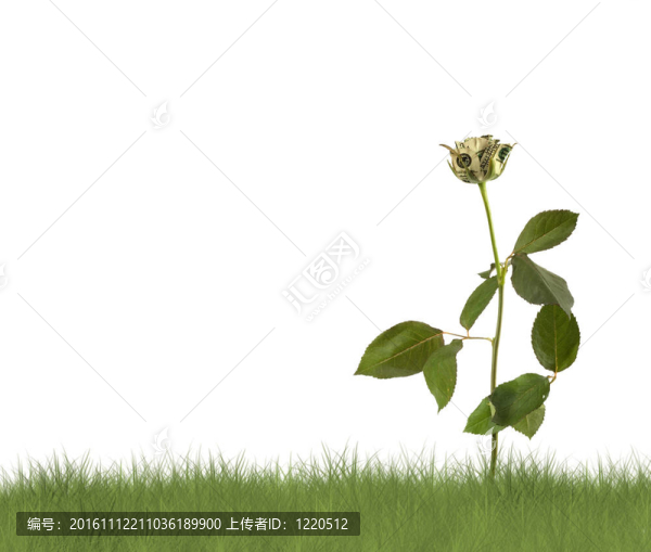 白色背景上的玫瑰。概念圖。