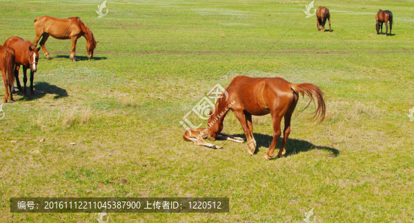 小馬駒的母馬