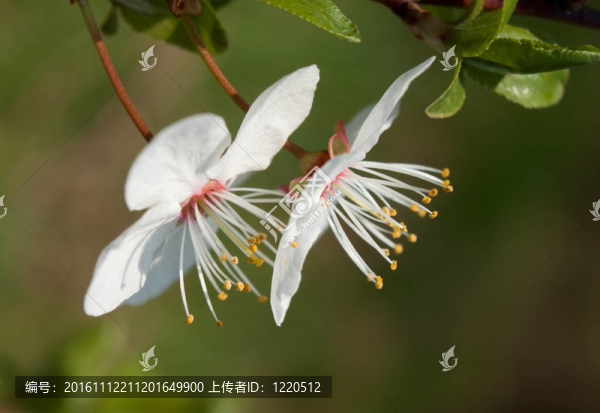 櫻色花壇