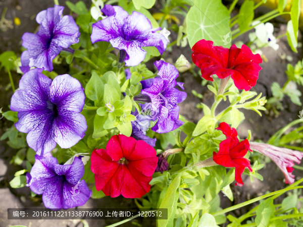 紅色和紫色矮牽?；ǖ拇? title=