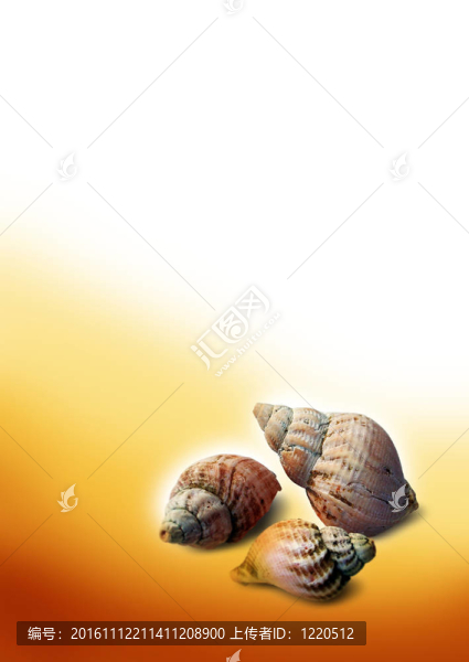 海貝殼