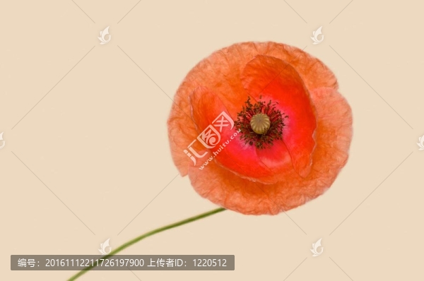 孤立的罌粟