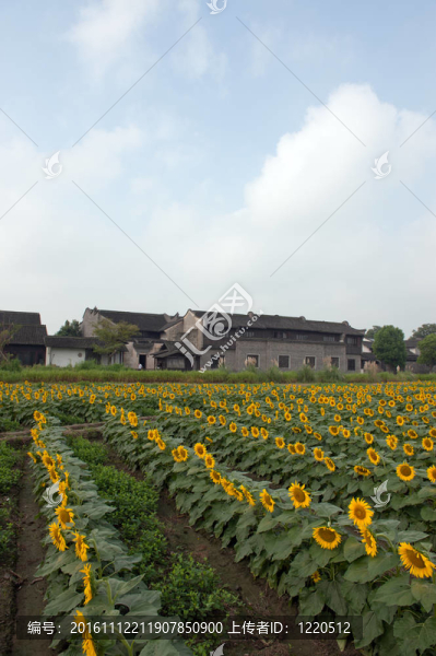 中國村附近的向日葵花田