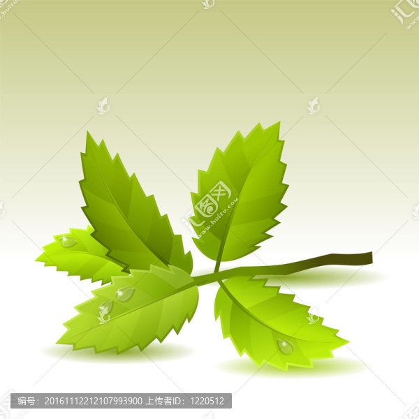光背景下帶有綠色葉子的小樹枝