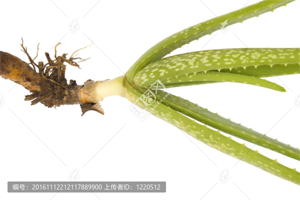 白色背景上的Aloe,Vera和根