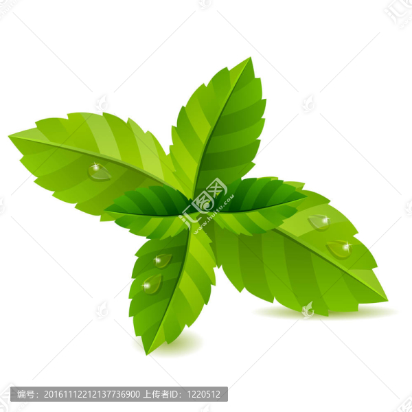 白色背景新鮮綠薄荷葉
