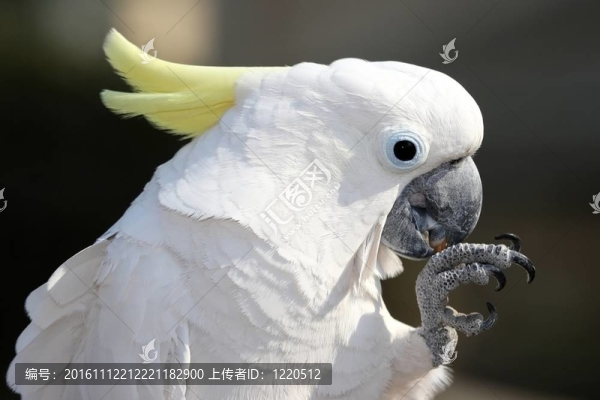 葵花鳳頭鸚鵡