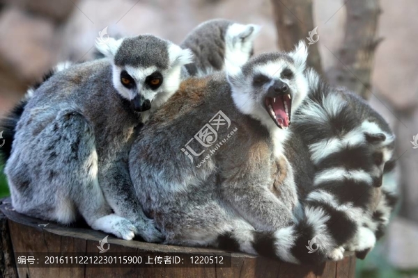 狐猴家族