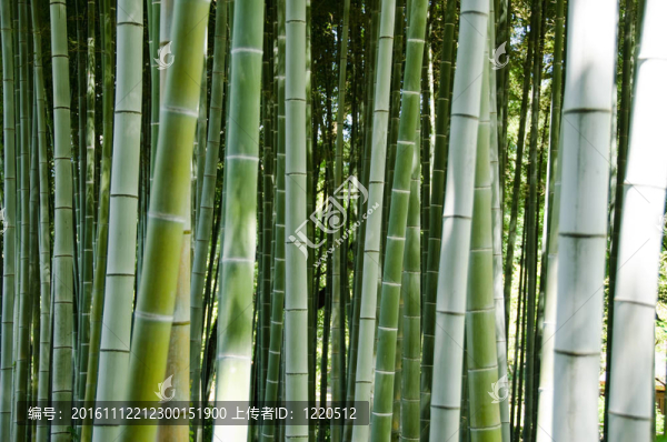 綠色竹林背景