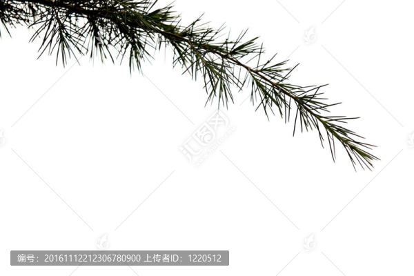 白色背景上的松樹(shù)枝