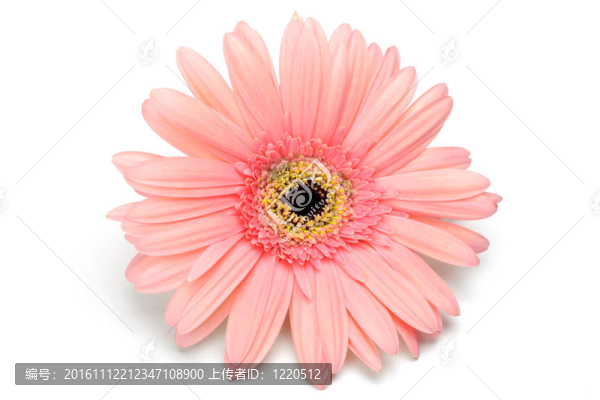 非洲菊