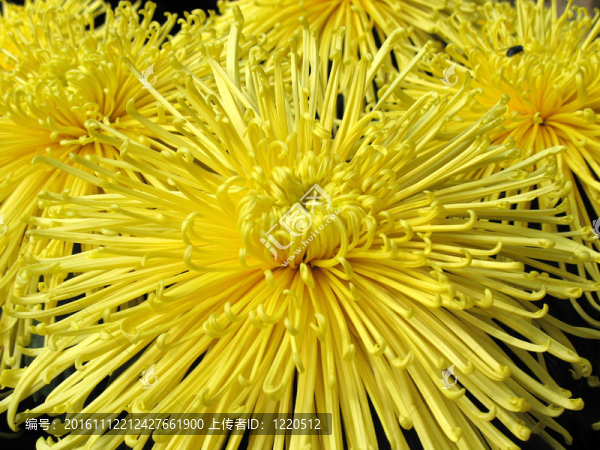 菊花-匯圖網(wǎng) www.fosd68.com 菊花