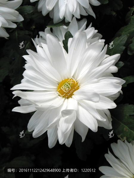 菊花