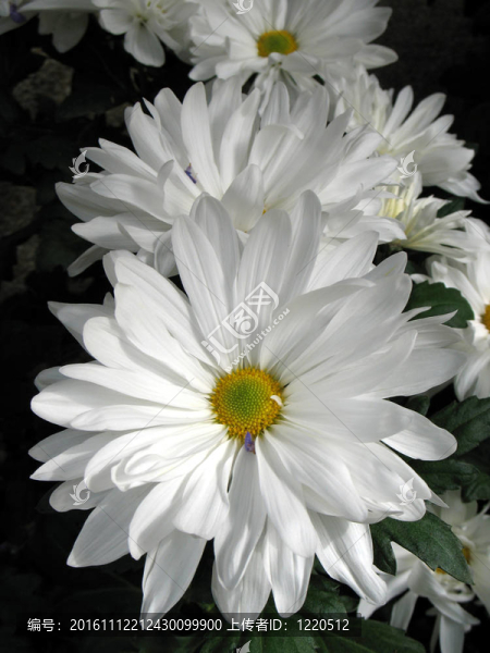 菊花