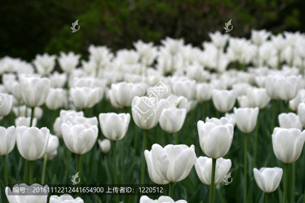 郁金香