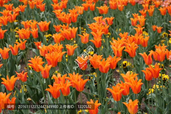 郁金香