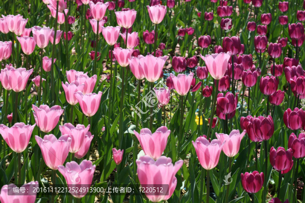 郁金香