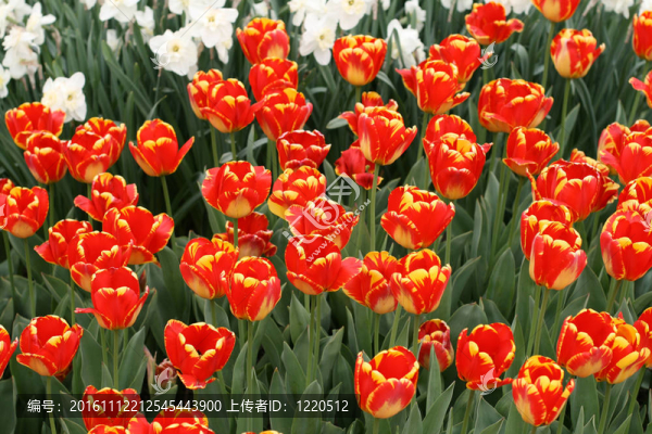郁金香