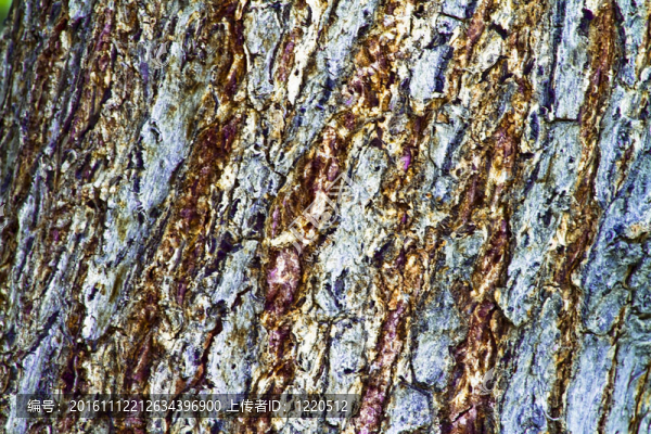 樹(shù)皮紋理-匯圖網(wǎng) www.fosd68.com 樹(shù)皮紋理